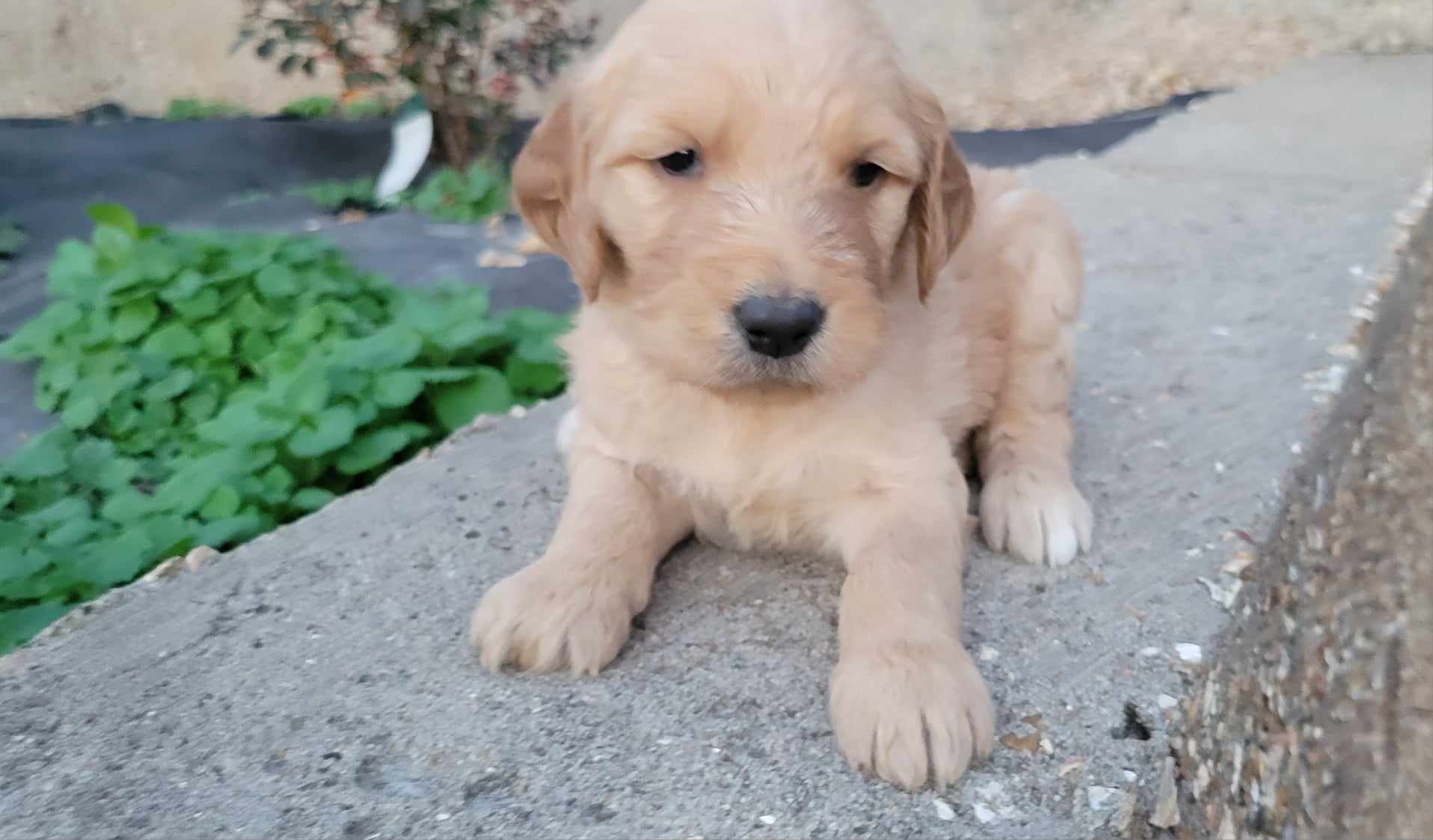 puppy, for, sale, Poodle Standard/Golden Retriever, Lana  Arnall, dog, breeder, Hartville, MO, dog-breeder, puppy-for-sale, forsale, nearby, find, puppyfind, locator, puppylocator, aca